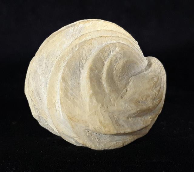 Burmirhynchia decorata (SCHLOTHEIM 1820) - Bild © FossNet FossilienStore